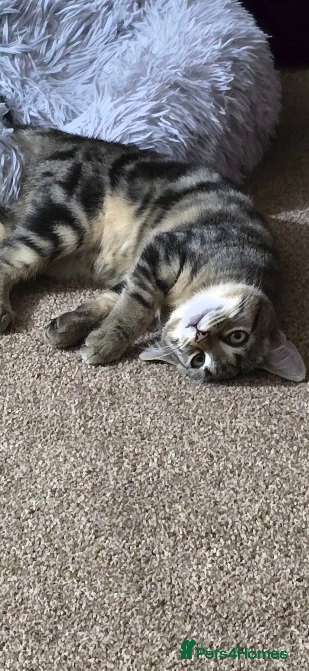 Domestic Shorthair cats for sale: Domestic shorthair - Image 4