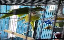 Parrots birds for sale: Parrot for sale Glasgow  - Image 11
