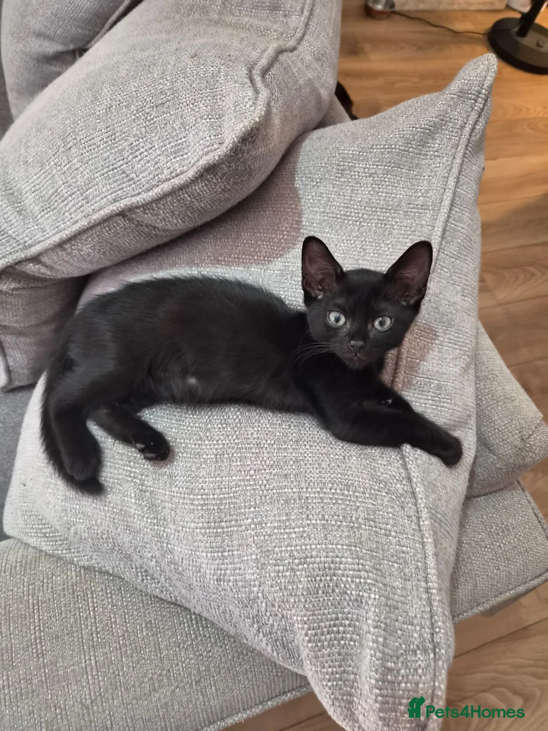 Burmese cats for sale: Burmese x Russian Blue - Advert 2