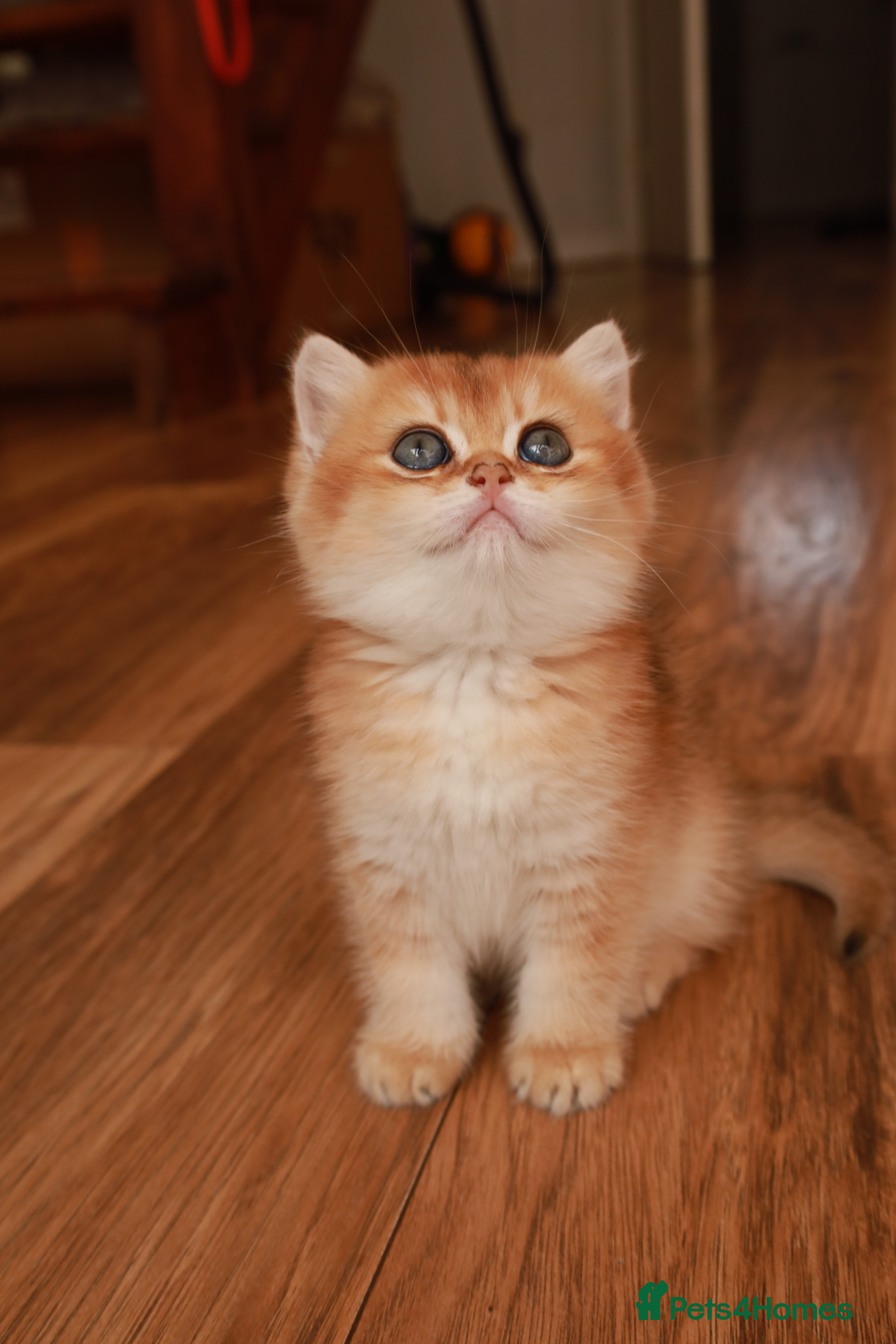 British Shorthair cats BSH GOLDEN CHOCOLATE GIRL  - Advert 1