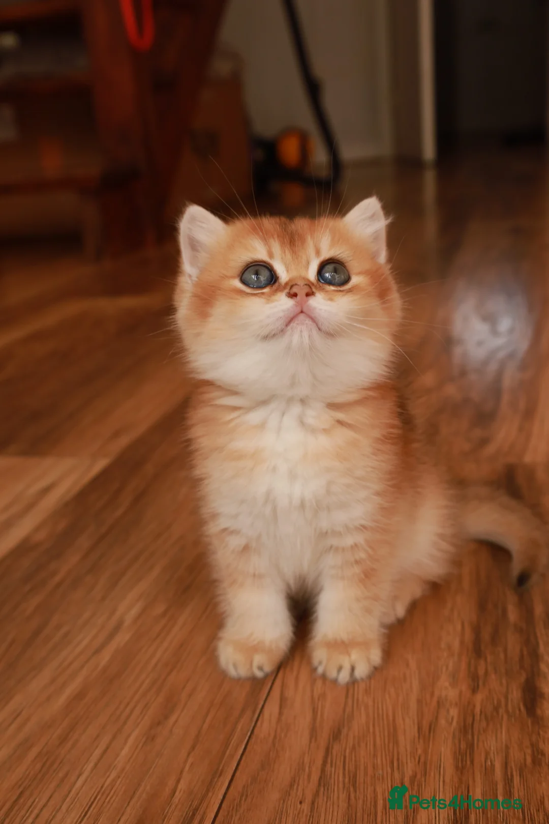 British Shorthair cats for sale: BSH GOLDEN CHOCOLATE GIRL  - Advert 1