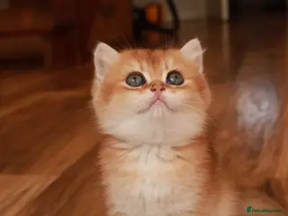 British Shorthair cats BSH GOLDEN CHOCOLATE GIRL - Advert 1