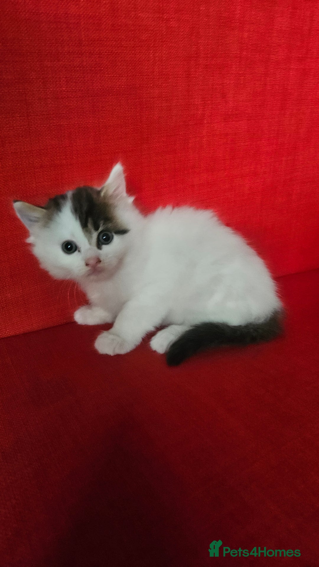 Domestic Shorthair cats for sale: Male and female  - Image 3