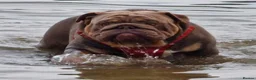 English Bulldog dogs for sale: Quality KC Registered Bulldog Puppies - Advert 18