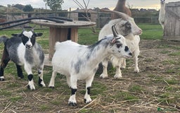Goats livestock for sale: Small goat herd - Image 4