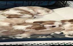 Cavalier King Charles Spaniel dogs for sale: 6 cavalier king Charles spaniel puppies - Image 1