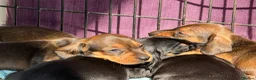 Miniature Dachshund dogs for sale: Miniature Smooth KC reg quality pups  - Advert 6
