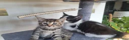 Maine Coon cats for sale: Maine Coon kittens ready to go  - Advert 14