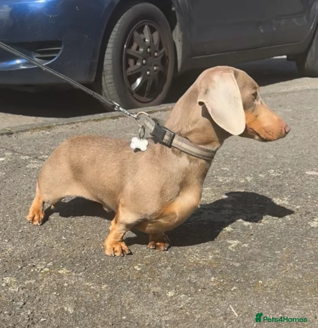 Miniature Dachshund dogs for sale: Isabella and Tan Male  - Advert 2