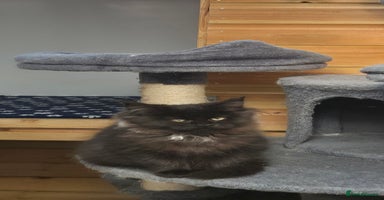 Maine Coon cats - Advert 15