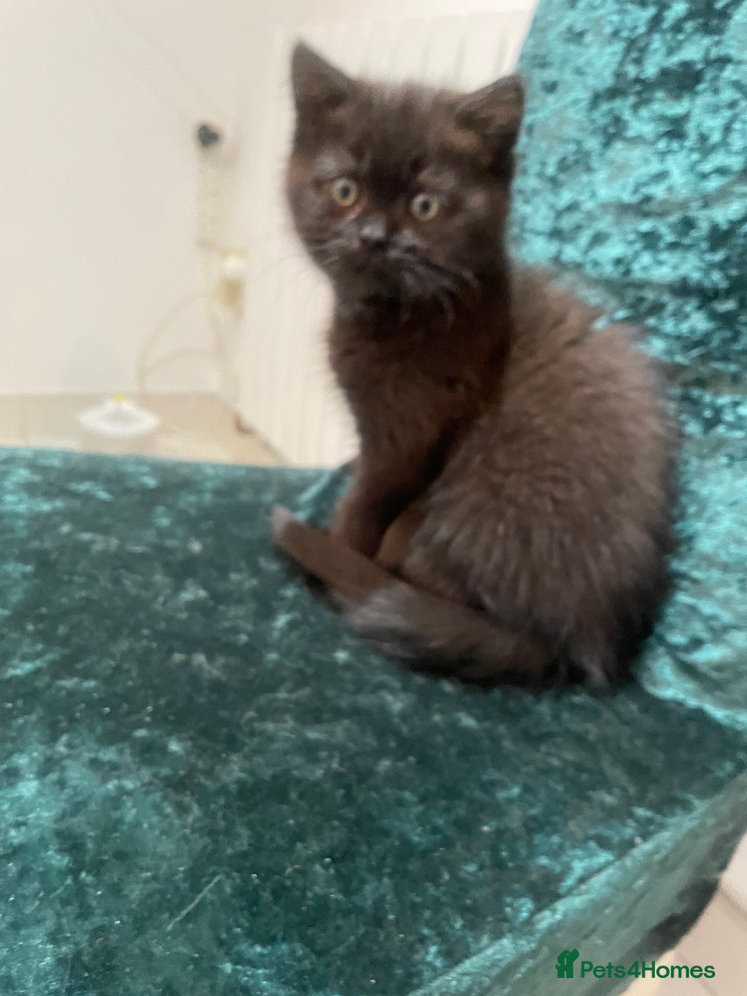 British Shorthair cats for sale: British shorthair chocolate brown mocha kitten - Advert 13