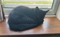 Mixed Breed cats for sale: 3 mixed breed kittens - Image 13
