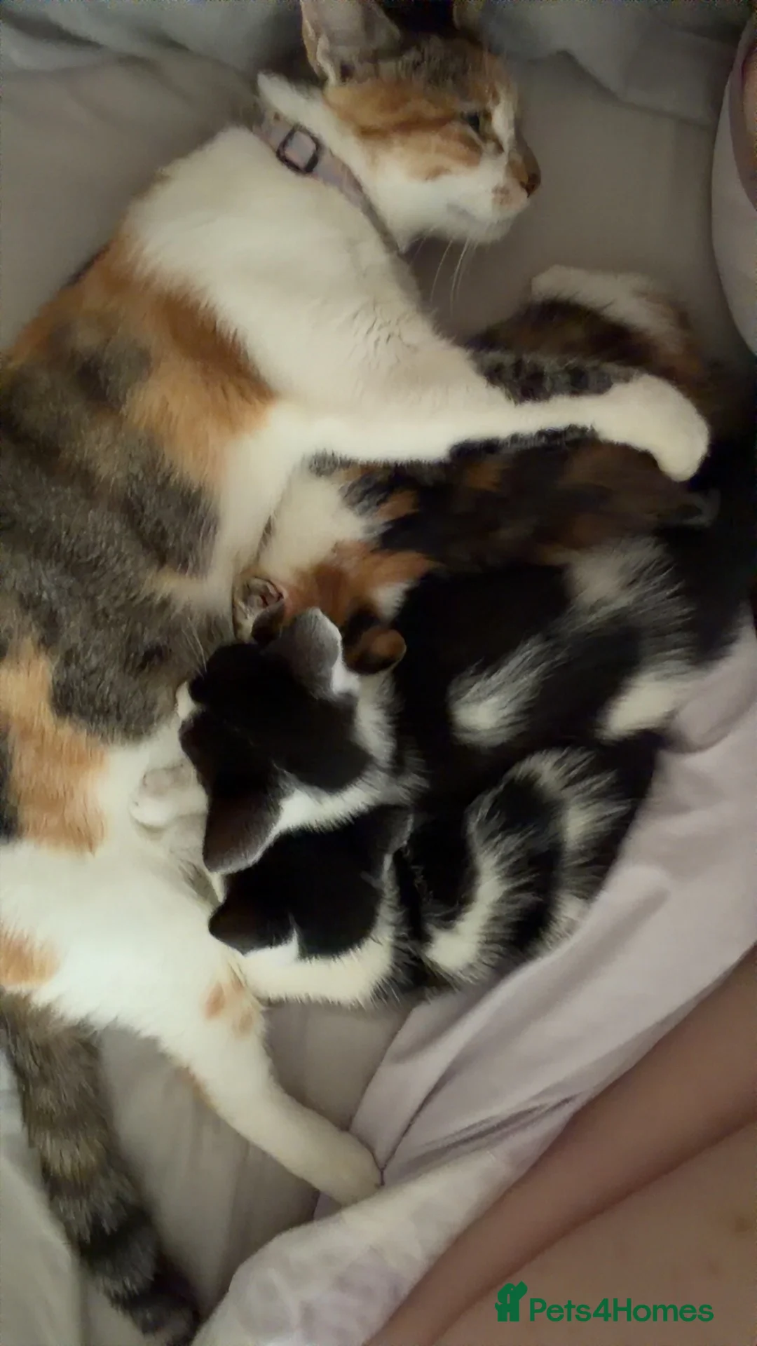 Mixed Breed cats for sale: 2 Kittens for sale  in Exeter - Advert 1