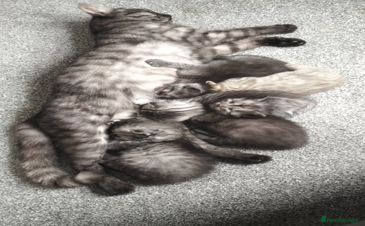 Domestic Shorthair cats - Advert 2