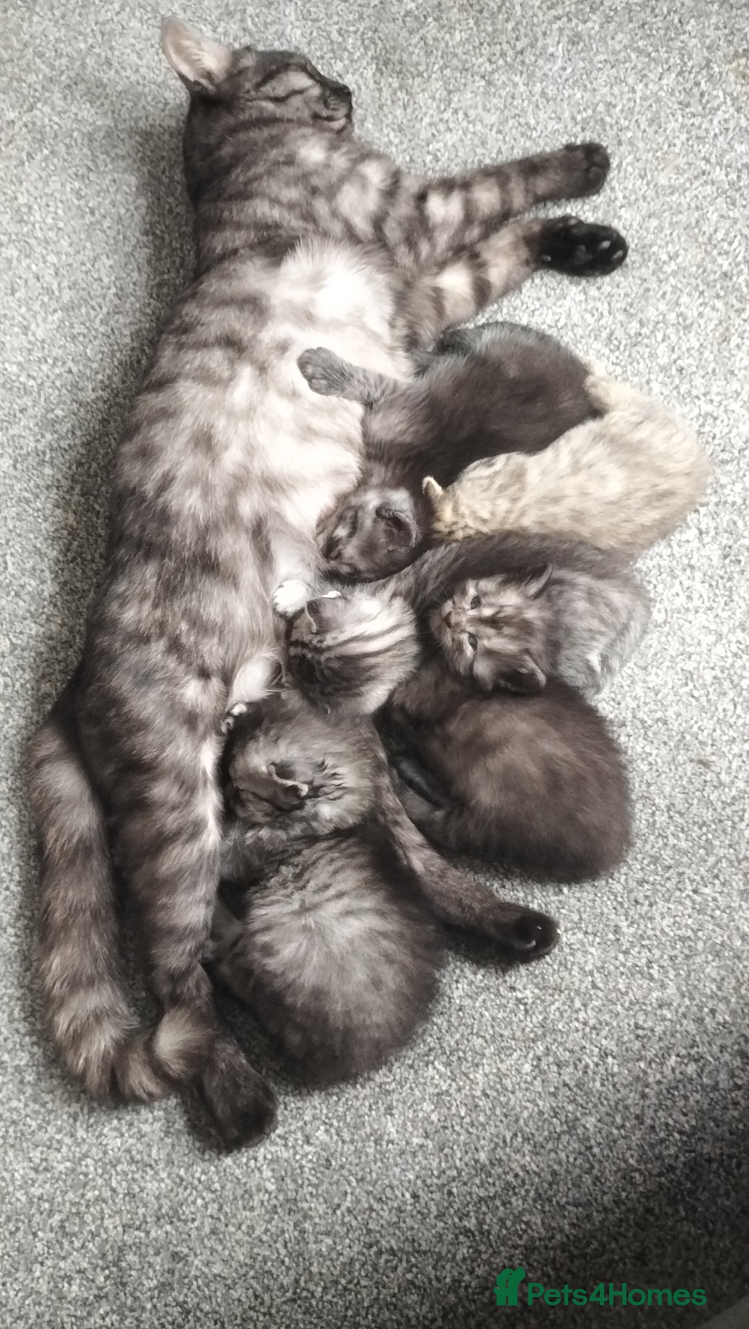 Domestic Shorthair cats for sale: Kittens for Sale - Image 1