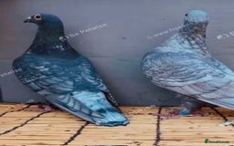 Pigeons birds for sale: RARE RUBELLA COLOURED RACING PIGEONS - Image 4