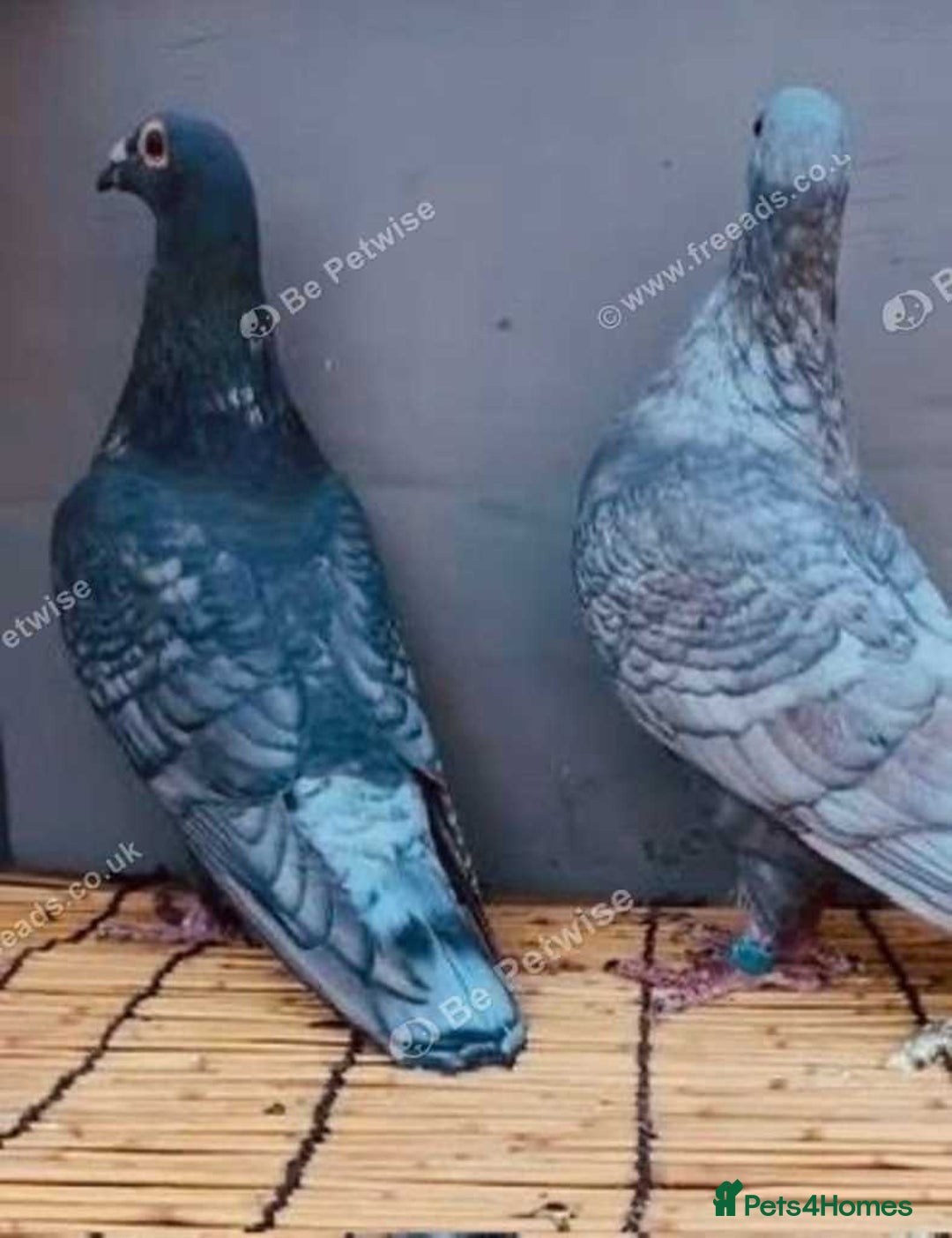 Pigeons birds for sale: RARE RUBELLA COLOURED RACING PIGEONS - Image 4