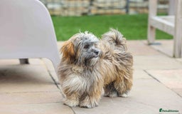 Mixed Breed dogs for adoption: Gilbert the hypoallergenic dog - Image 6