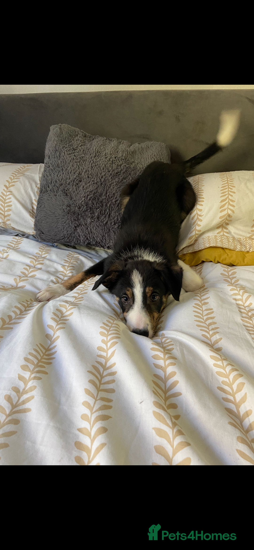 Border Collie dogs for sale: Border collies Dundee  - Image 6