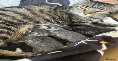 Maine Coon cats - Advert 8