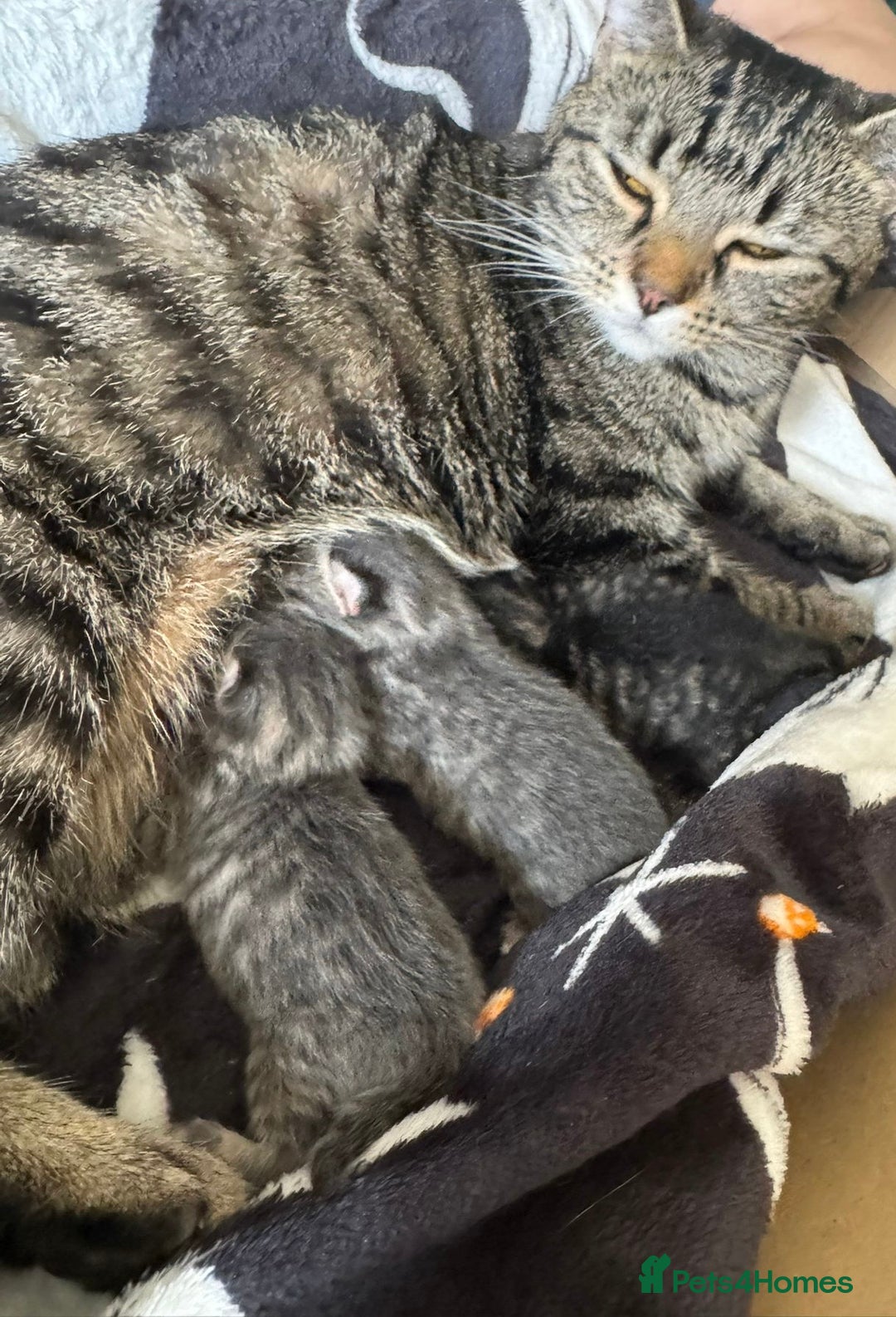 Maine Coon cats for sale: Maincoon X Bengal Tabby beautiful markings - Image 2