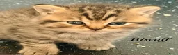 British Shorthair cats for sale: BSH mix Himalayan Persian  - Advert 4
