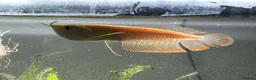Other/Mixed Breed fish for sale: Silver arowana - Advert 3
