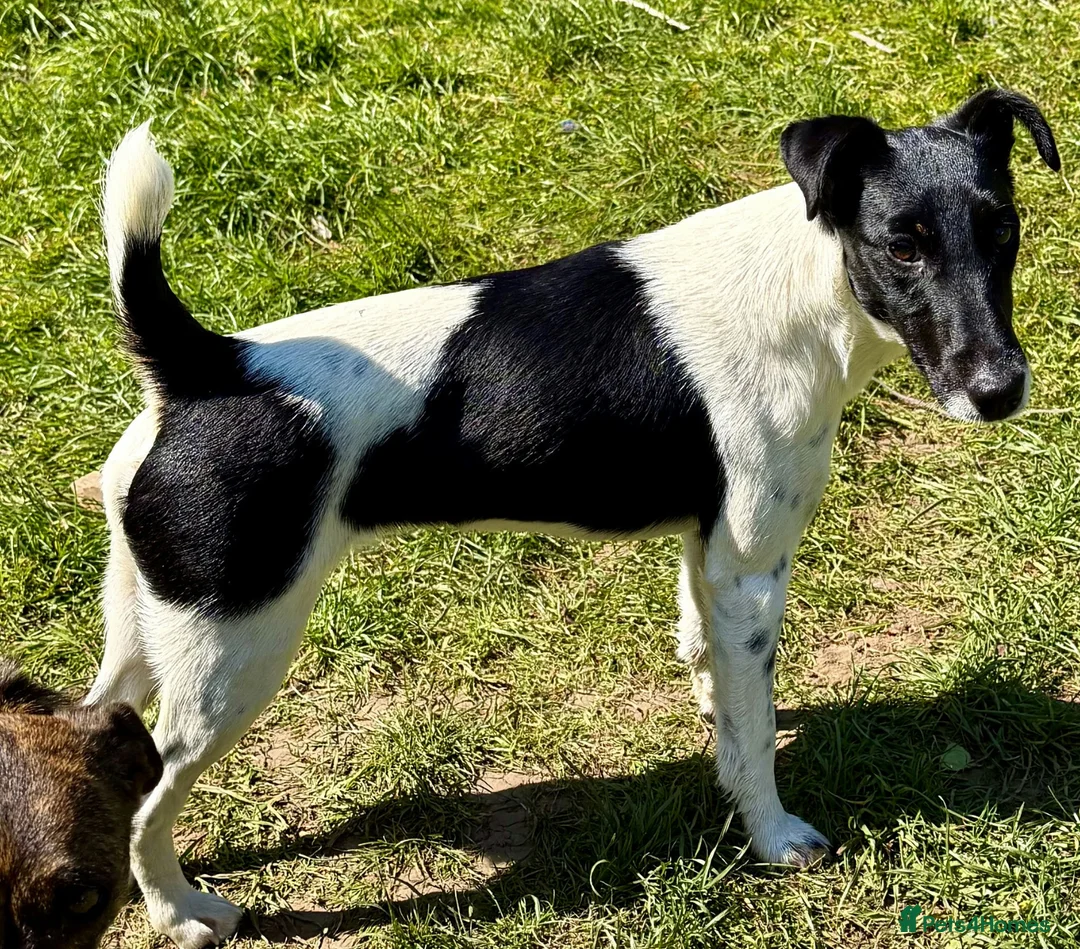 Fox Terrier dogs for adoption: 🐾 FOXIE – Female Fox Terrier 🐾 - Advert 2
