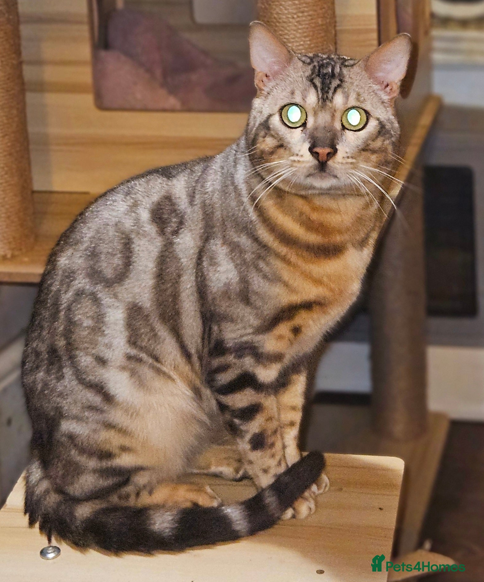 Bengal cats Male bengal cat  - Advert 4