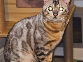 Bengal cats Male bengal cat - Advert 3