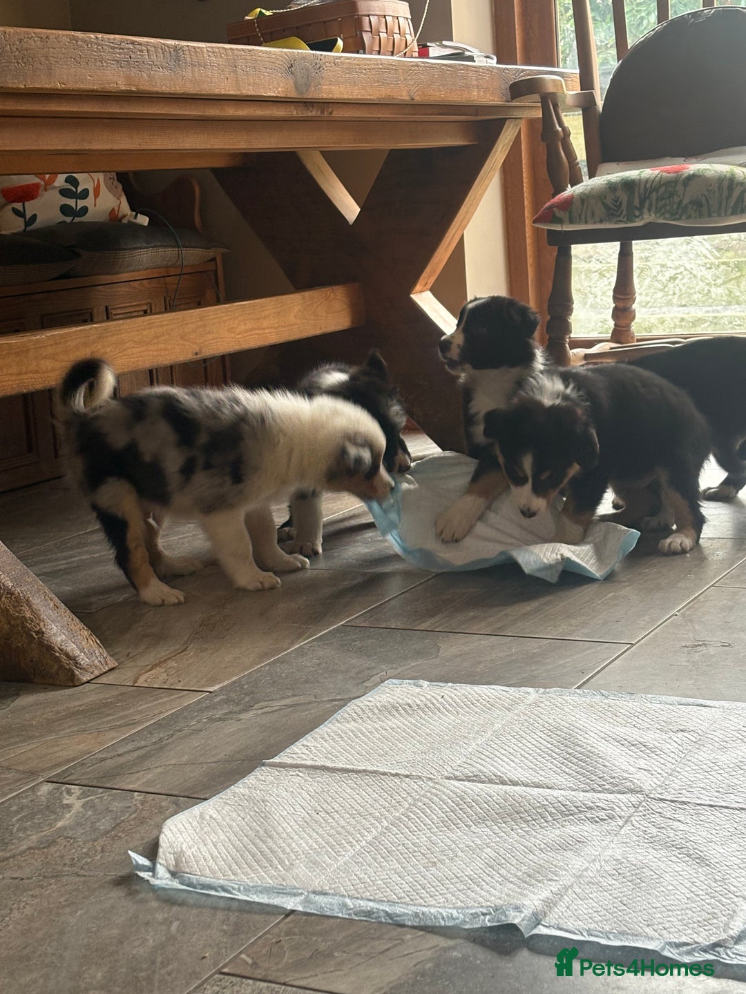 Border Collie dogs for sale: Border collie puppies  - Advert 10