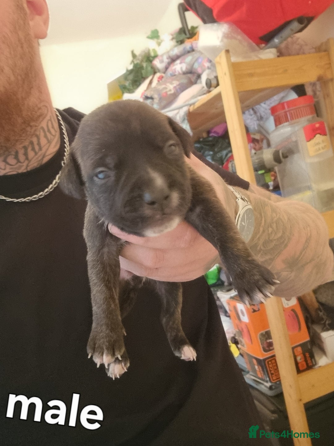 Staffordshire Bull Terrier dogs for sale: Puppies  - Image 2