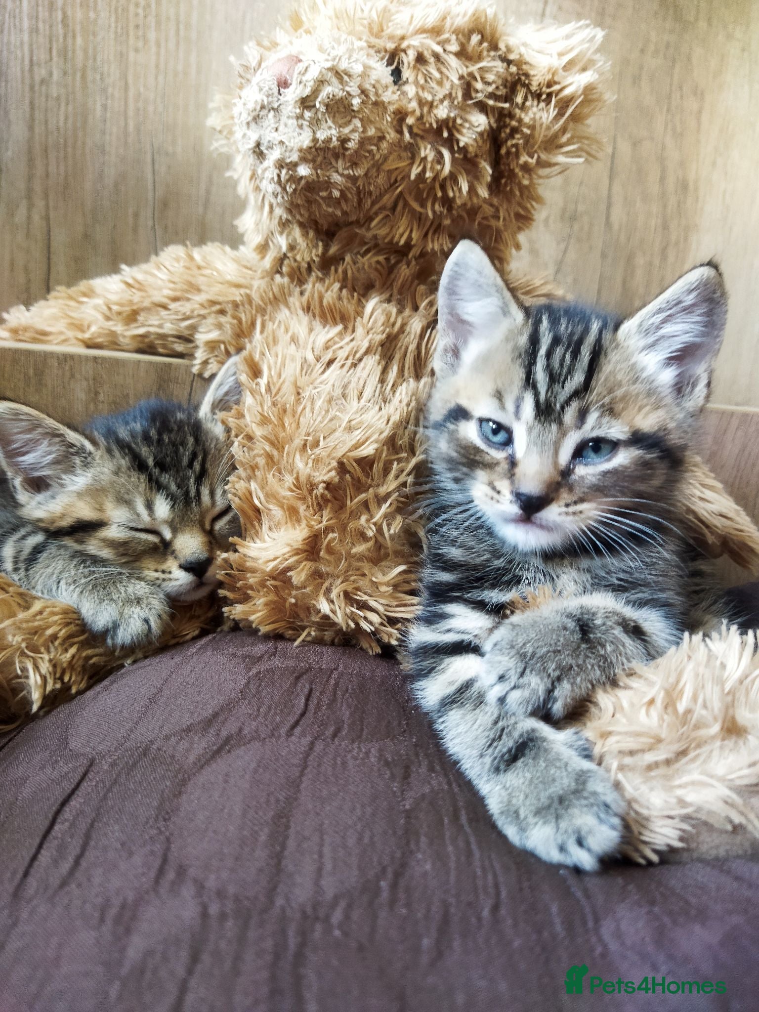 Bengal cats Beautiful kitten ready for new home 🐾🐈 - Advert 1