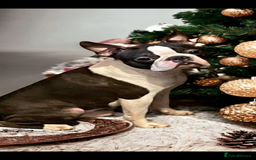 Boston Terrier dogs for sale: Kc reg true to type Boston terrier puppies - Image 11