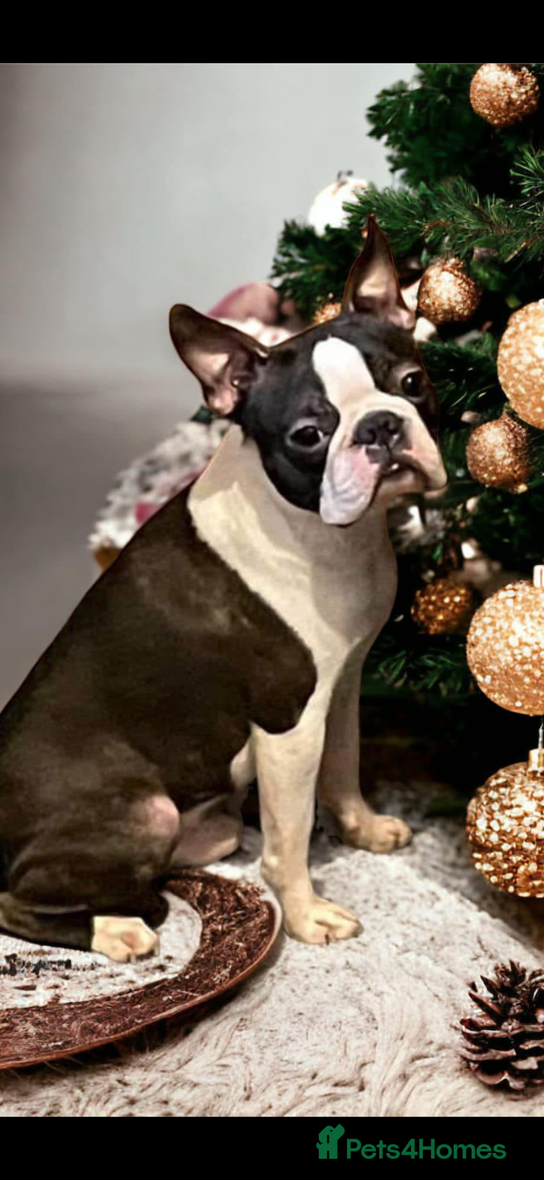 Boston Terrier dogs for sale: Kc reg true to type Boston terrier puppies - Image 11