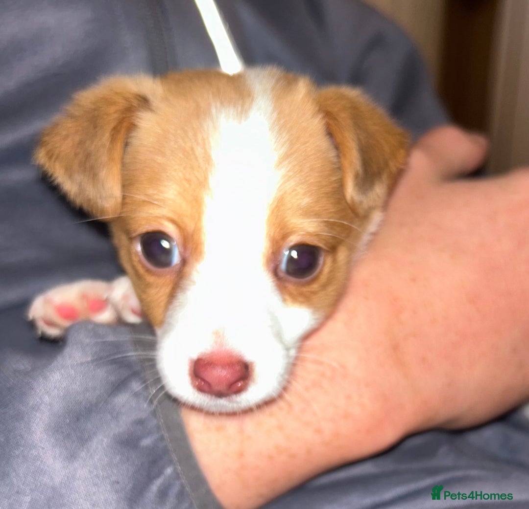 Jack Russell dogs for sale: miniature jack russel puppy🐶🐾 - Advert 2