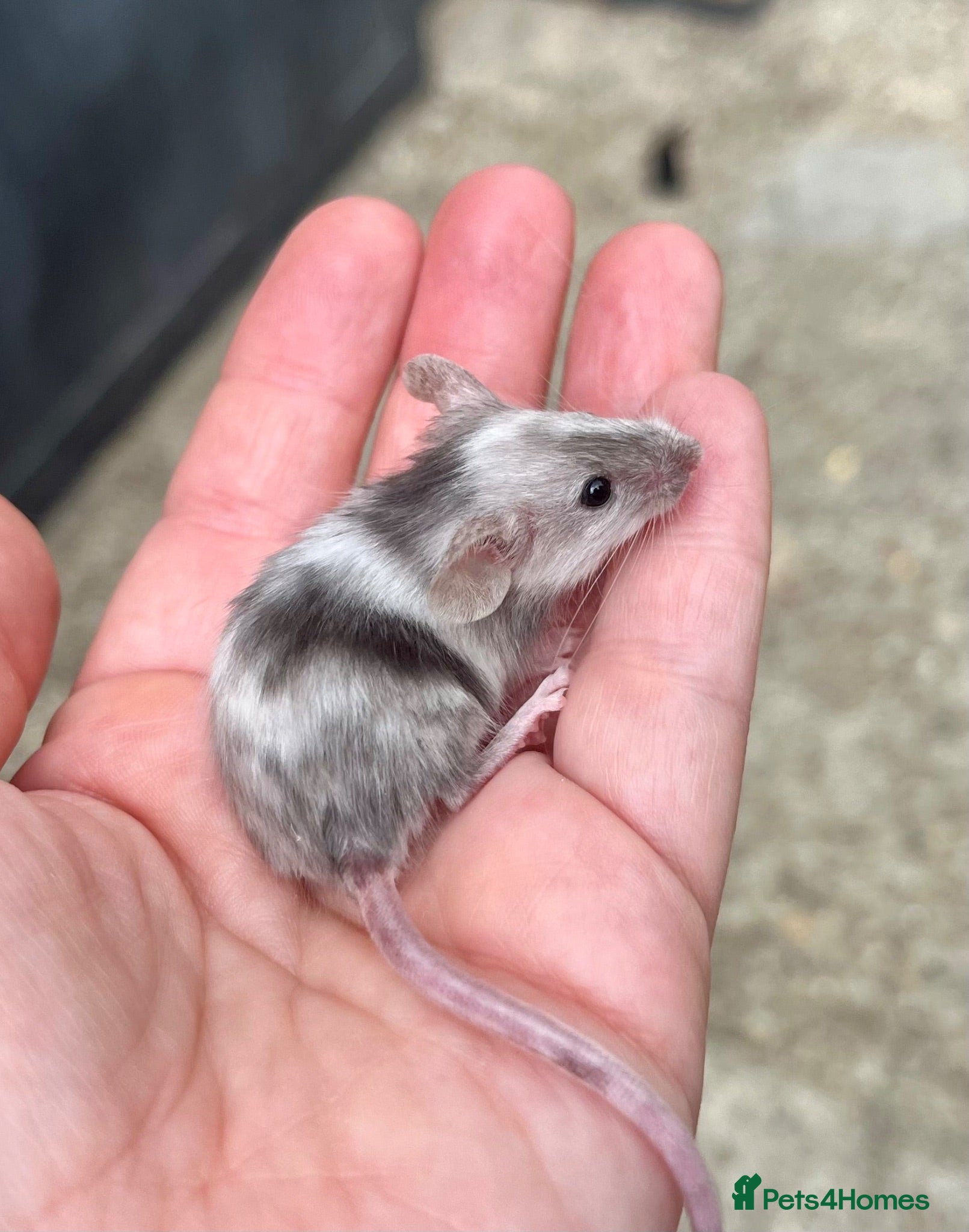 Mouse rodents Baby fancy mice - lovely temperaments  - Advert 3
