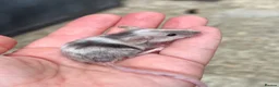 Mouse rodents for sale: Baby fancy mice - lovely temperaments  in Didcot - Advert 1