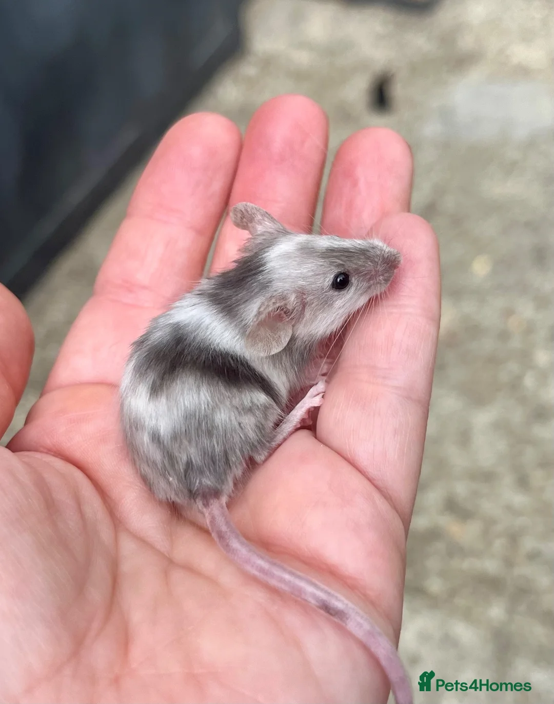 Mouse rodents for sale: Baby fancy mice - lovely temperaments  in Didcot - Advert 1