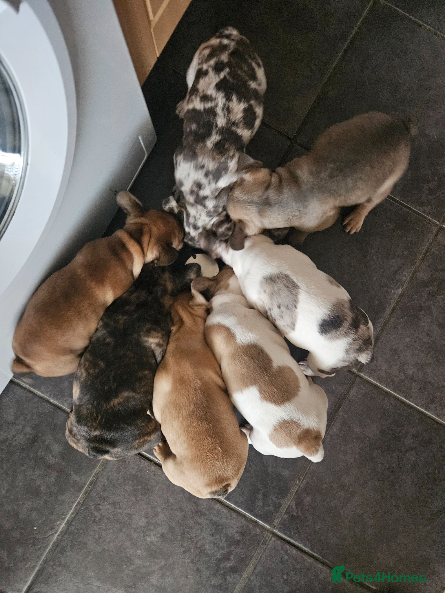 French Bulldog dogs French Bulldog Puppies for rehome - Advert 2