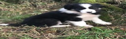 Border Collie dogs for sale: Collie puppies from working farm - Advert 6