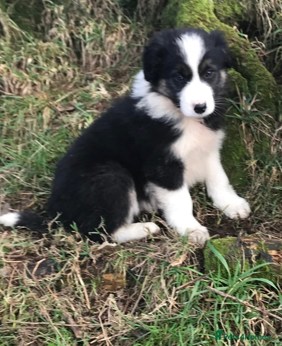 Border Collie dogs for sale: Collie puppies from working farm - Advert 6