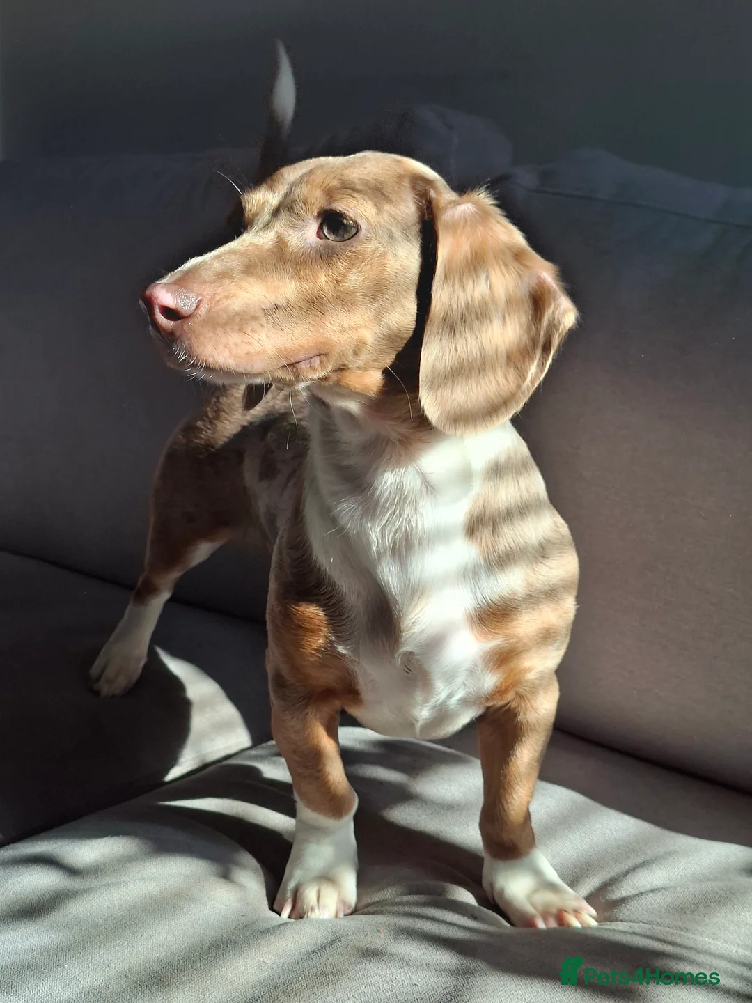 Miniature Dachshund dogs for sale: Mini Dacshund 🌭💕 - Advert 2