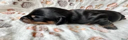 Miniature Dachshund dogs for sale: 🐾 Gorgeous Miniature Dachshund Puppies 🐾 - Advert 16