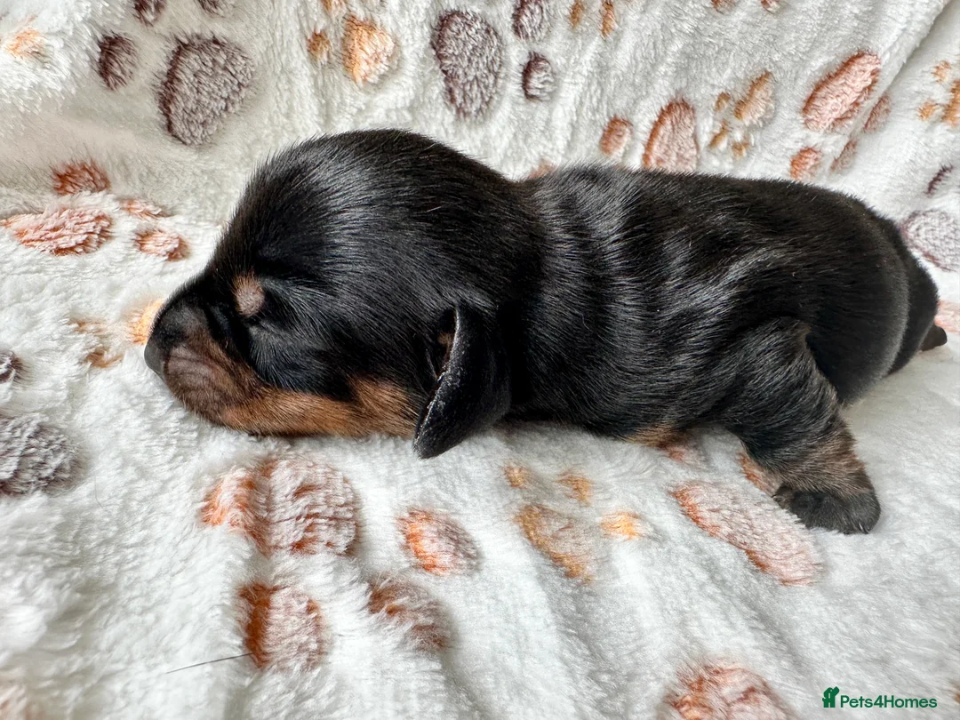 Miniature Dachshund dogs for sale: 🐾 Gorgeous Miniature Dachshund Puppies 🐾 - Advert 16