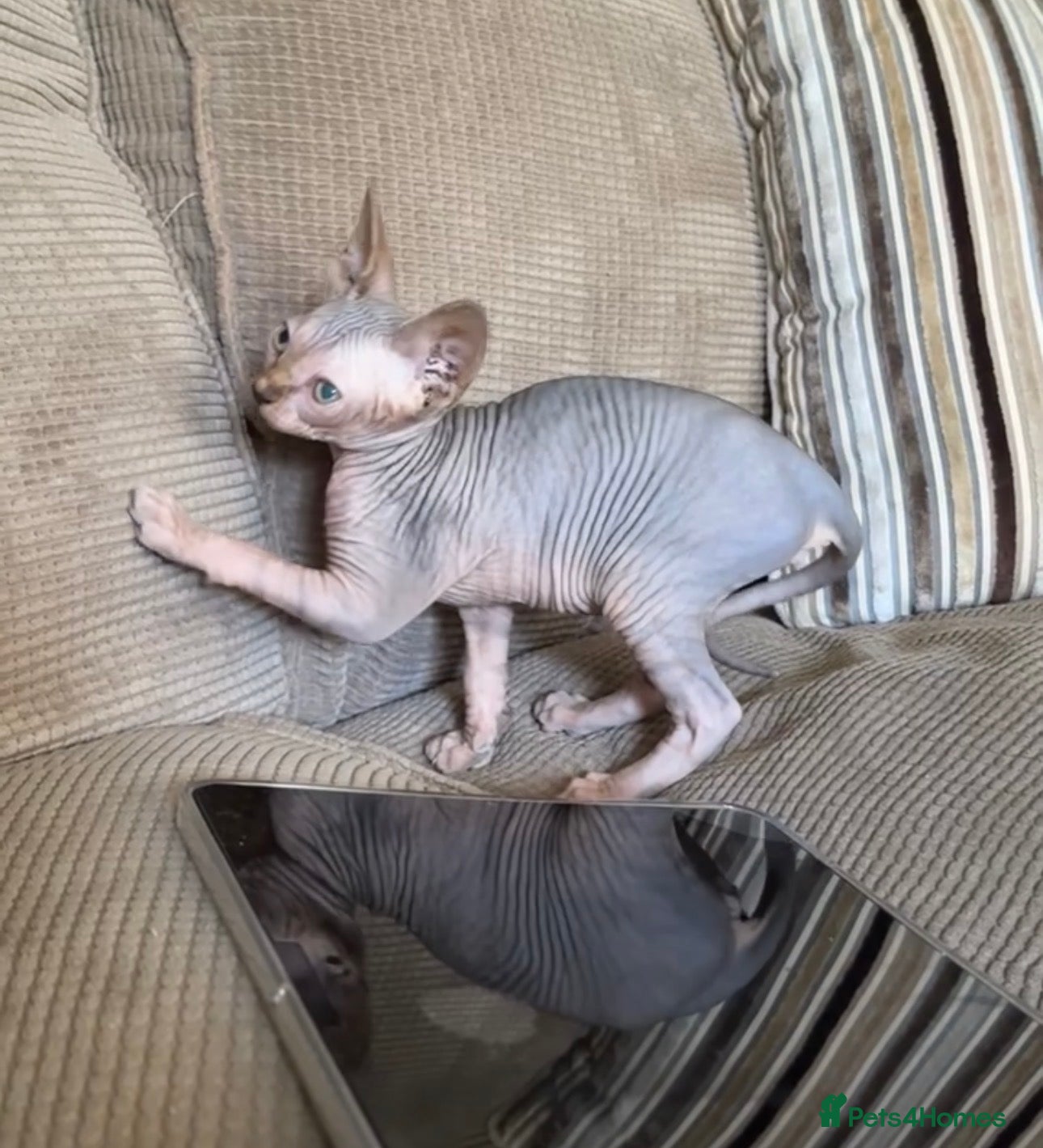 Sphynx cats Sphynx kitten reduced last girl ready to leave - Advert 5