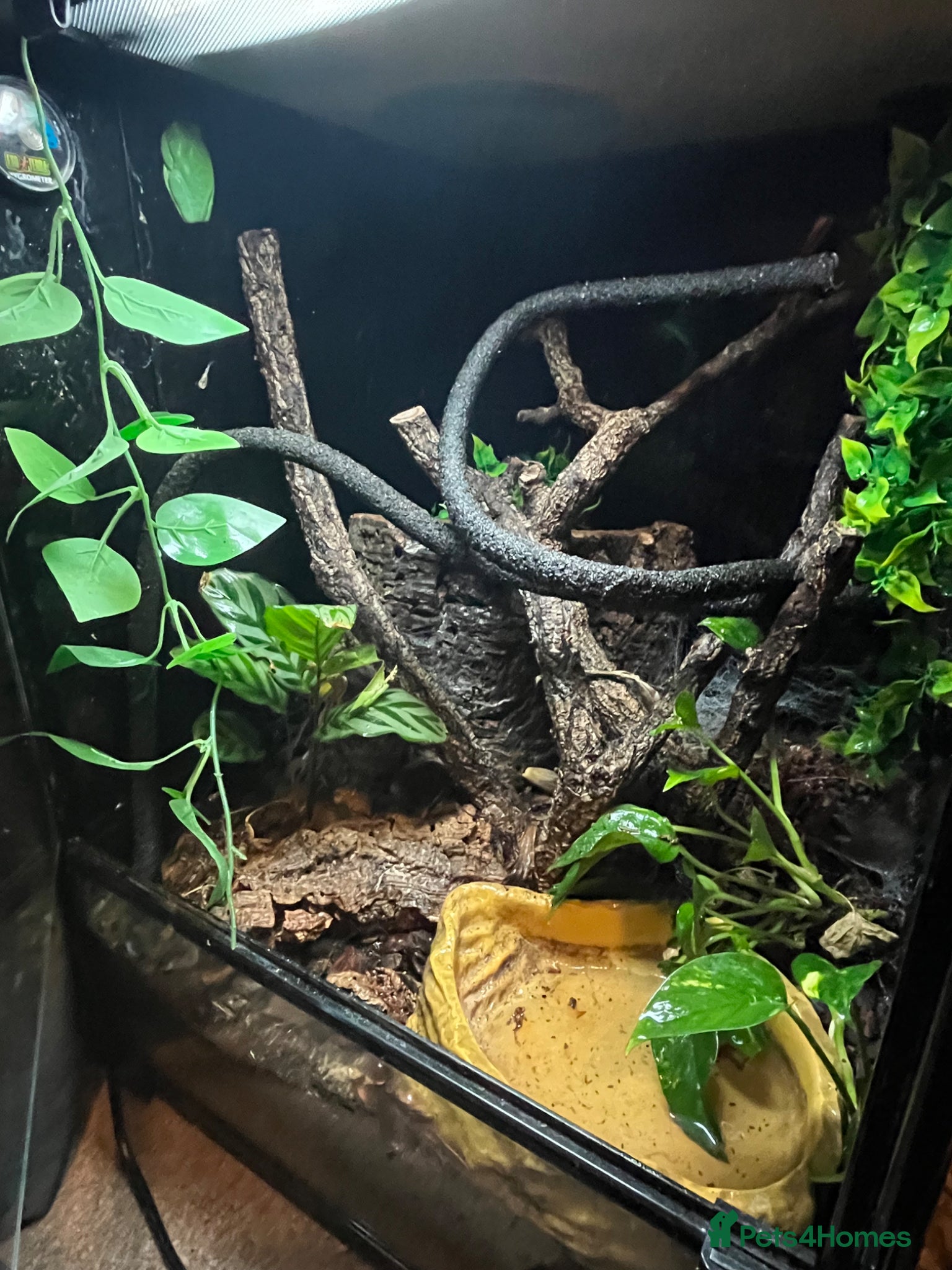 Mixed Breed invertebrates Red Eyed Tree Frogs - Advert 2