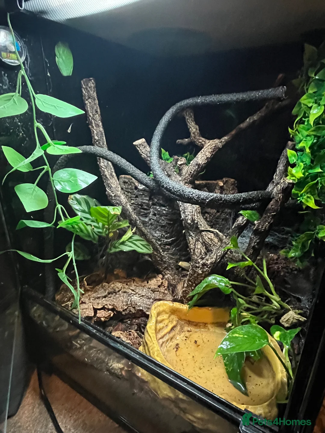 Mixed Breed invertebrates for sale: Red Eyed Tree Frogs in Wakefield - Advert 1