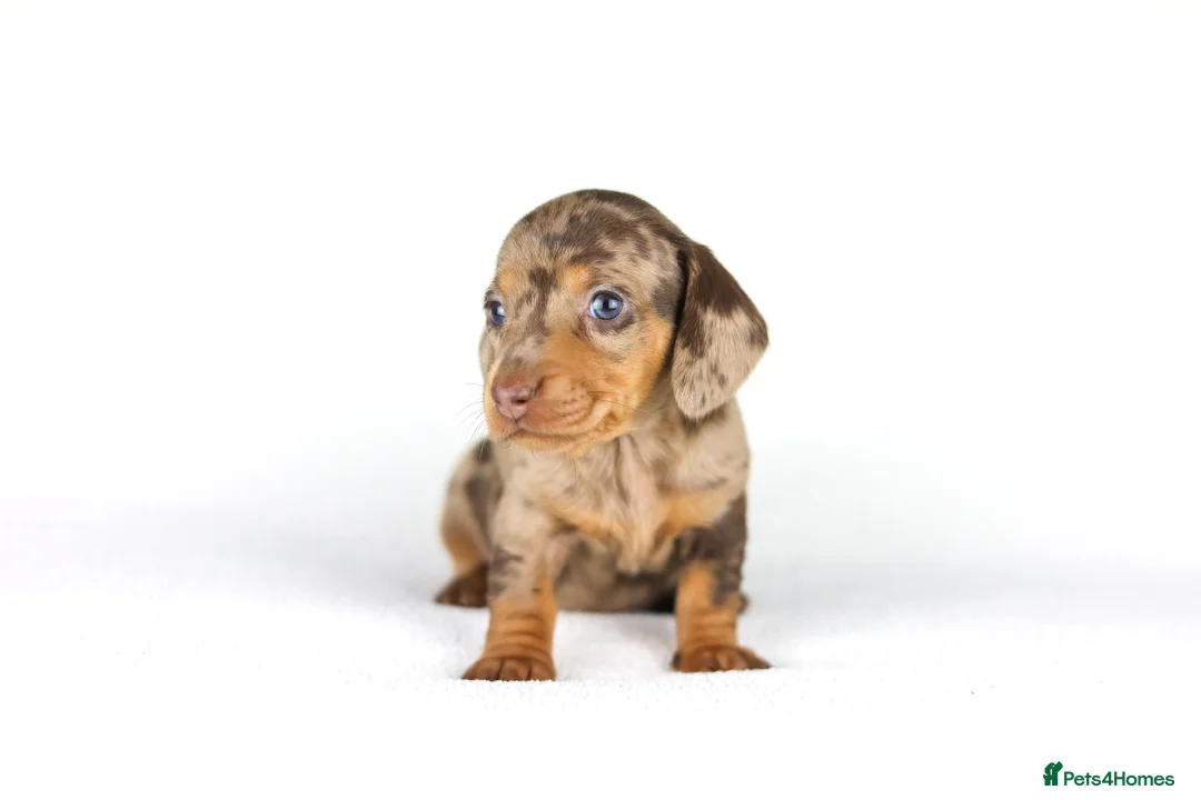 Miniature Dachshund dogs for sale: Miniature dachshund beautiful litter - Advert 35