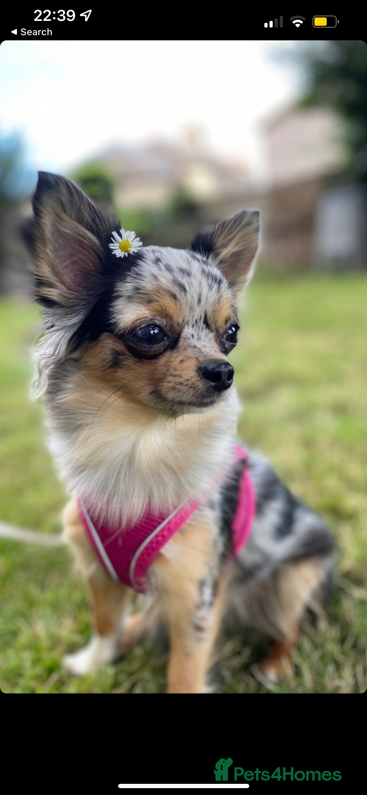 Chorkie dogs CHORKIE PUPS AVAILABLE NOW - Advert 1